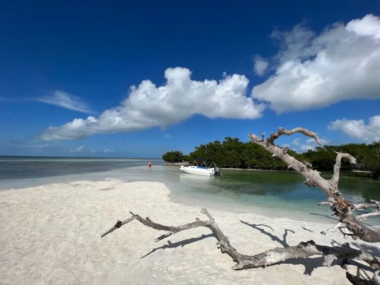 Sandbar Mangrove photo