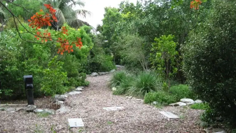 Native Plant Sale at the Key West Tropical Forest