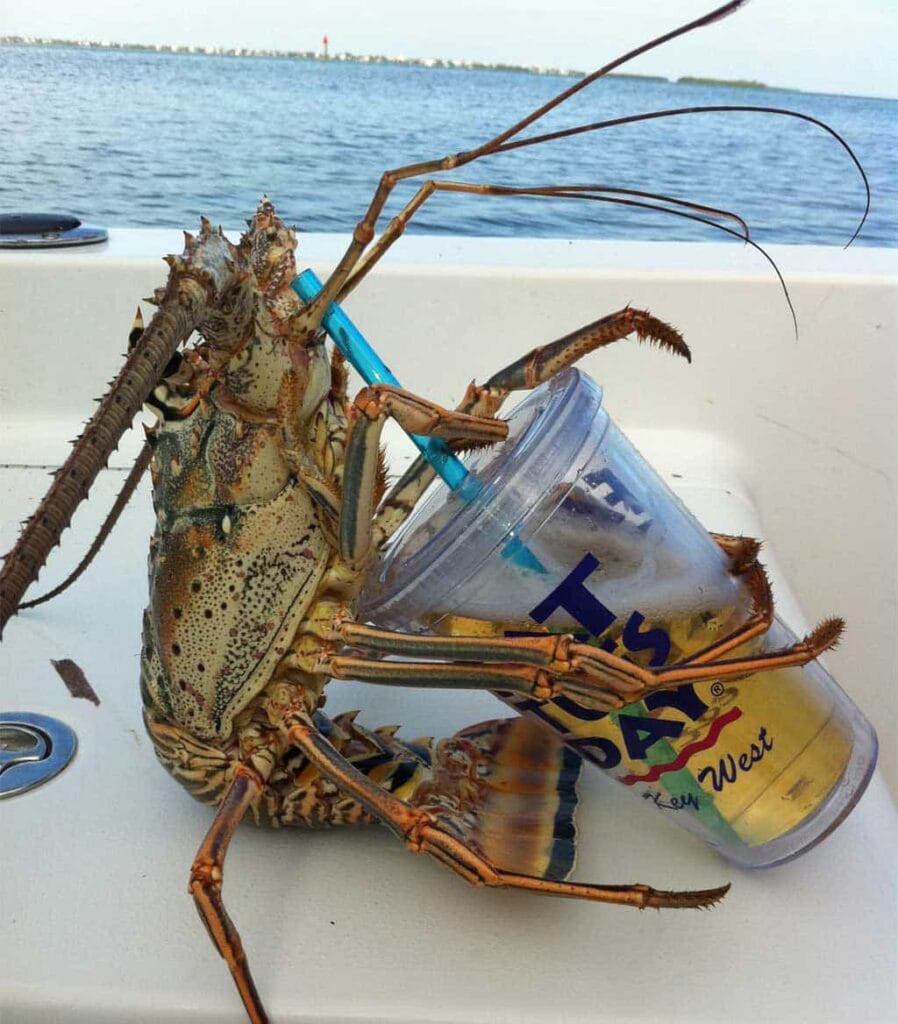 thirsty lobster plain