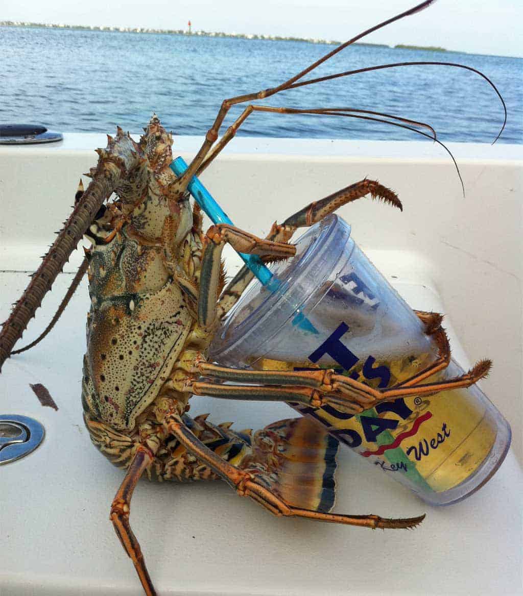 Lobster holding a can of soda on a Key West boat tour, illustrating unique experiences during private boat trips, such as sandbar charters and tiki boat charters, which are popular Key West things to do.