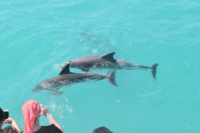 Dolphins swimming near Key West boaters, a popular attraction for boat rentals and eco-tours in Key West. Experience marine wildlife with a memorable dolphin watching adventure.