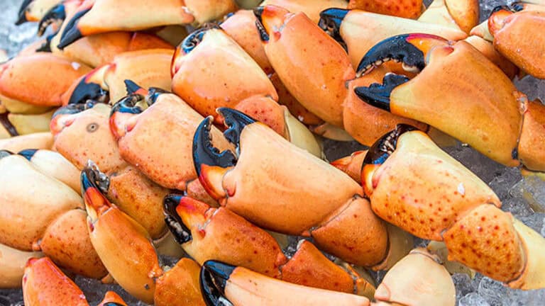 stone crab